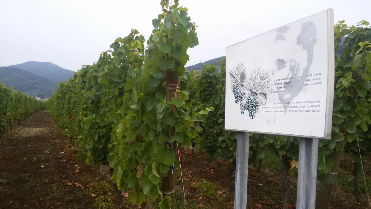 Naova Cosy Studio Kaysersberg-Vignoble Zewnętrze zdjęcie